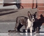 Small Photo #6 Boston Terrier Puppy For Sale in LOUISVILLE, KY, USA