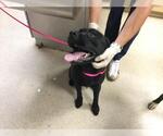 Small Mutt
