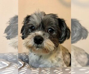 Shih Tzu Dogs for adoption in Hillsboro, MO, USA