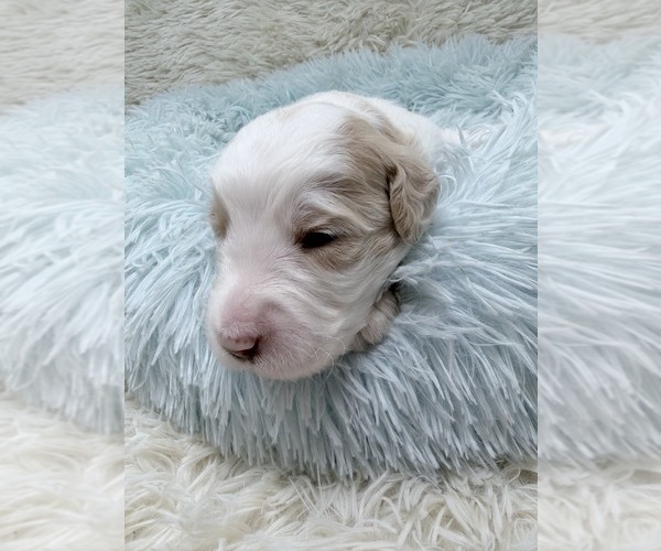 Medium Photo #3 Goldendoodle Puppy For Sale in PIERSON, FL, USA
