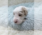 Small Photo #7 Goldendoodle Puppy For Sale in PIERSON, FL, USA