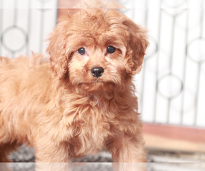 Cavapoo Puppy for sale in NAPLES, FL, USA