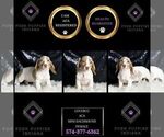 Small Photo #77 Dachshund Puppy For Sale in WARSAW, IN, USA