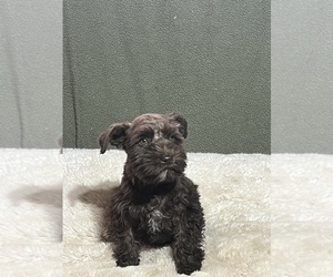 Schnauzer (Miniature) Puppy for sale in FOWLER, CO, USA