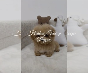 Maltipoo (Toy) Puppy for Sale in MANHATTAN BEACH, California USA