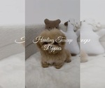Small Maltipoo (Toy)