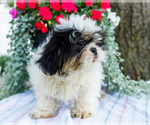 Small #2 Shih Tzu