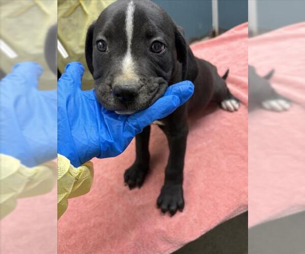 Medium Photo #1 Mutt Puppy For Sale in Woodland, CA, USA