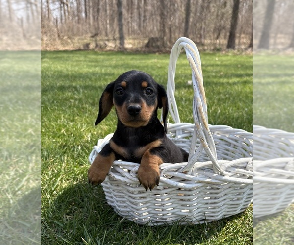 Medium Photo #3 Dachshund Puppy For Sale in MIDDLEBURY, IN, USA
