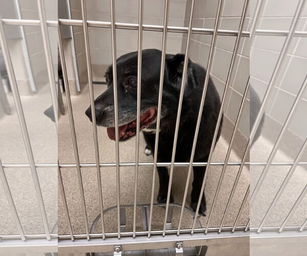 Medium Photo #1 Labrador Retriever-Unknown Mix Puppy For Sale in Virginia Beach, VA, USA