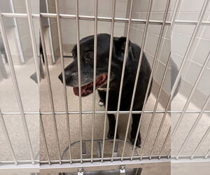 Labrador Retriever-Unknown Mix Dogs for adoption in Virginia Beach, VA, USA