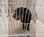 Small Labrador Retriever Mix
