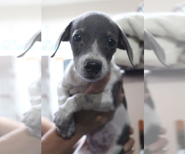 Medium Photo #1 Chihuahua-Unknown Mix Puppy For Sale in El Centro, CA, USA