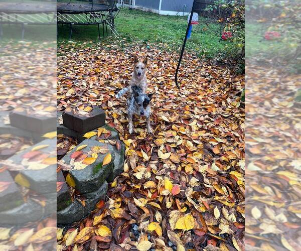 Medium Photo #5 Australian Cattle Dog Puppy For Sale in PUYALLUP, WA, USA
