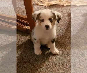 Aussie-Corgi Puppy for sale in BRIGGSDALE, CO, USA