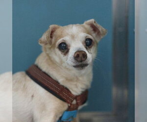Chihuahua-Unknown Mix Dogs for adoption in San Antonio, TX, USA