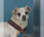Small Chihuahua Mix
