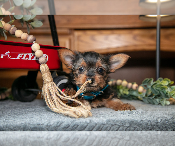 Medium Photo #15 Yorkshire Terrier Puppy For Sale in NAPPANEE, IN, USA