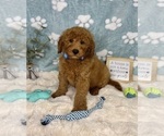 Small #6 Goldendoodle mix (+ Poodle Miniature)