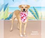 Small #1 Labrador Retriever Mix