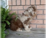 Small #3 Labradoodle