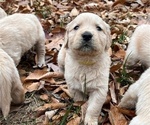 Small Photo #1 Golden Retriever Puppy For Sale in CLARKSVILLE, TN, USA