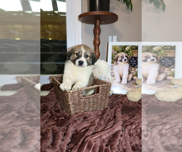Medium Photo #9 Aussie Pyrenees Puppy For Sale in LEXINGTON, SC, USA