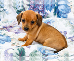 Puppy Idella Dachshund