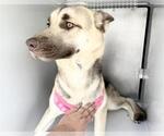 Small German Shepherd Dog Mix