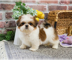 Small #9 Shih Tzu