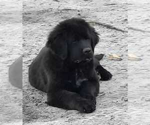 Newfoundland Puppy for sale in COTTAGEVILLE, SC, USA