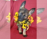 Small Photo #5 German Shepherd Dog Puppy For Sale in HOLDEN, MO, USA