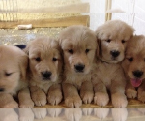 Golden Retriever Puppy for sale in ANAHEIM, CA, USA