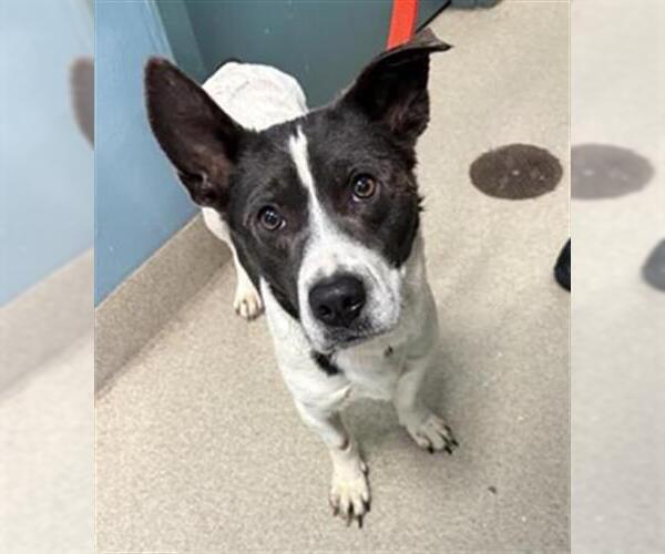 Medium Photo #1 Beagle-Unknown Mix Puppy For Sale in Newton, NC, USA