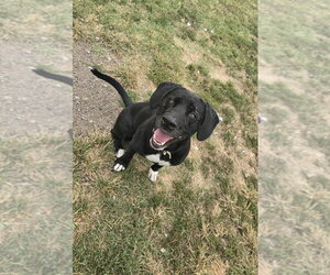 Cooper Shamus - Male Labrador Retriever Dog for Adoption - Photo #3