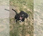 Small Photo #3 Labrador Retriever Puppy For Sale in Evansville, IN, USA