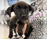Small #2 Dachshund-Retriever  Mix
