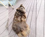 Small #2 Australian Shepherd Mix
