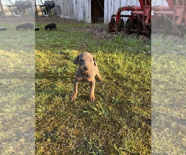 Medium Photo #2 Doberman Pinscher Puppy For Sale in CAMPTON, KY, USA