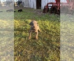 Small #1 Doberman Pinscher