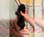 Small #1 Shih Apso