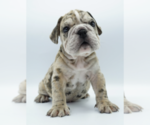 Small Photo #2 Bulldog Puppy For Sale in MEDINA, WA, USA