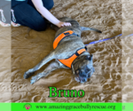 Small #10 Staffordshire Bull Terrier Mix