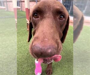 Labrador Retriever-Unknown Mix Dogs for adoption in San Antonio, TX, USA