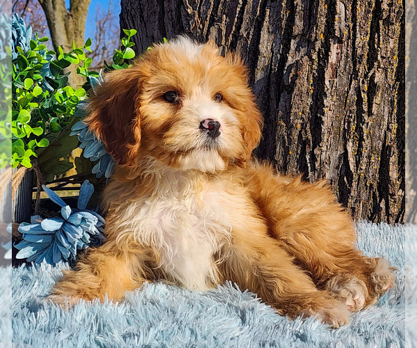 Medium Photo #1 Cavapoo-Poodle (Standard) Mix Puppy For Sale in CAPAC, MI, USA