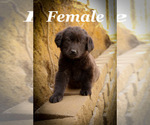 Puppy Puppy 1 Labrador Retriever