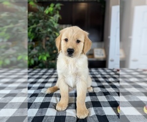 Golden Retriever Puppy for sale in GREENWOOD, IN, USA