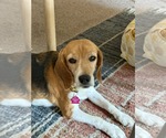 Small #2 Beagle