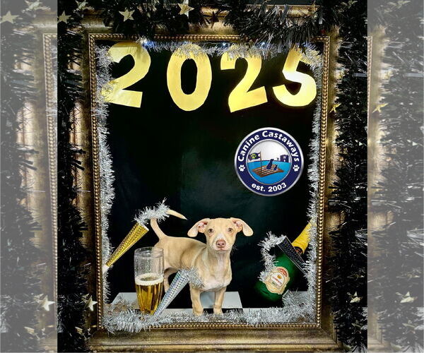 Medium Photo #5 Chiweenie Puppy For Sale in Arcadia, FL, USA