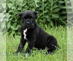 Small #2 Cane Corso